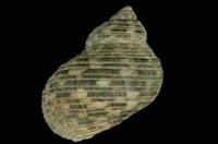 藏品(臺灣蠑螺)的圖片